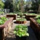 Landscape Design Brisbane A garden with several raised beds filled with a variety of vegetables and plants. The beds are arranged in a grid pattern with pathways between them, surrounded by a wire fence and greenery in the background. Live Outdoors