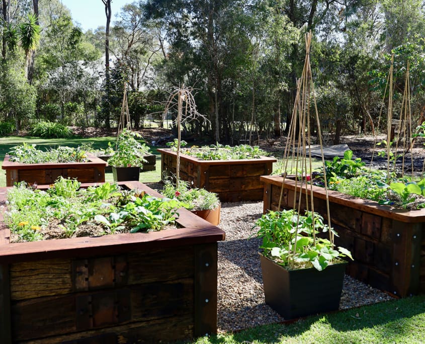 Landscape Design Brisbane A garden with several raised wooden planting beds filled with various vegetables and plants, surrounded by a gravel pathway. The background features lush, green trees, creating a serene and natural environment. Some plants have bamboo supports for climbing. Live Outdoors