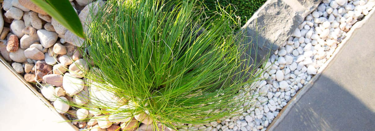 Landscape Design Brisbane A landscaped garden area featuring a clump of ornamental grass surrounded by small white pebbles. Large grey stepping stones and a border of smooth rocks complete the neatly arranged garden design. Live Outdoors