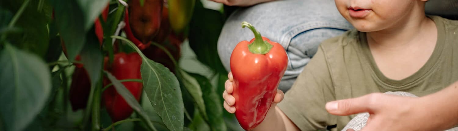 Landscape Design Brisbane A young child, with a thoughtful expression, inspects a red bell pepper while sitting in a garden. An adult helps guide the child. The garden is lush with green pepper plants, and another red bell pepper is visible in the foreground. Live Outdoors