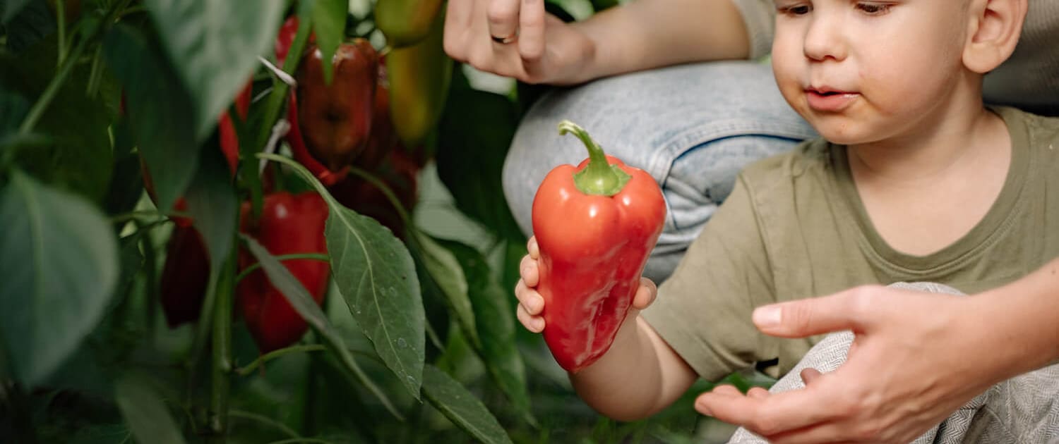 Home Veggie Garden design and installation Brisbane, Queensland. Feed your family from your backyard.