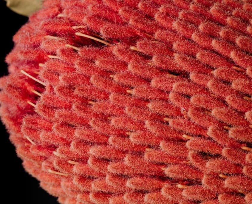 Landscape Design Brisbane Close-up of a vibrant red, textured surface, resembling densely packed, tiny, fuzzy bristles or scales, with some small, pale threads peeking through. The background is dark, providing a stark contrast to the detailed, rich texture of the red surface. Live Outdoors