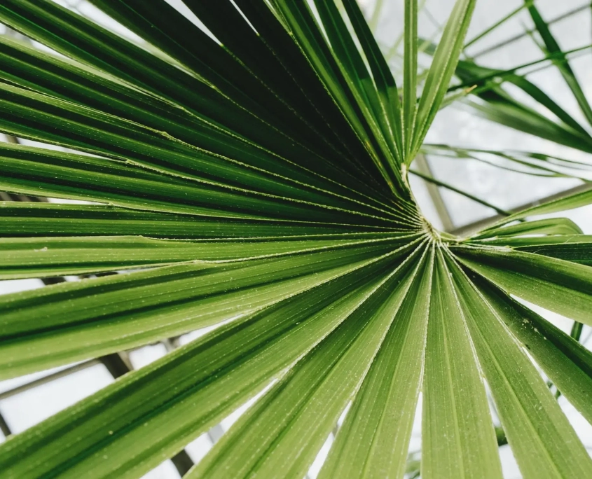 Landscape Design Brisbane Close-up view of a green palm frond with radiating leaf segments forming a fan-like shape. The background is softly blurred, showcasing the intricate lines and textures of the frond. Live Outdoors