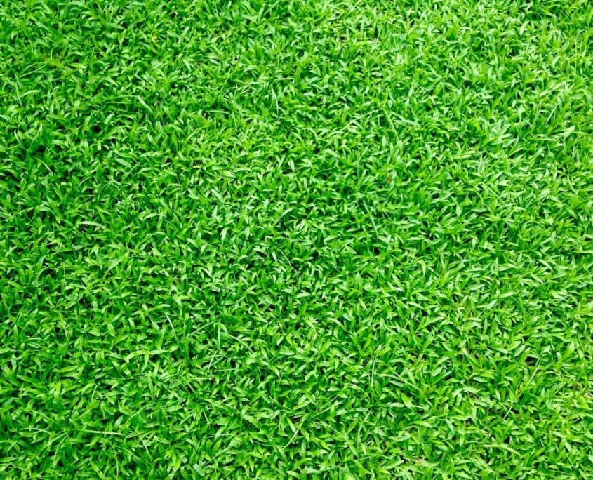 Landscape Design Brisbane A close-up view of vibrant green grass, showing a dense and lush carpet of uniformly trimmed blades. The grass appears healthy and well-maintained, creating a fresh and natural texture across the entire image. Live Outdoors