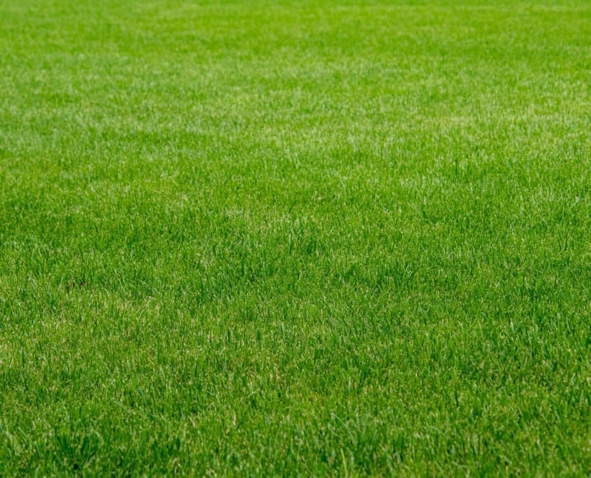 Landscape Design Brisbane A close-up view of a lush, green lawn with evenly trimmed grass. The grass is vibrant and well-maintained, filling the entire frame of the image. Live Outdoors